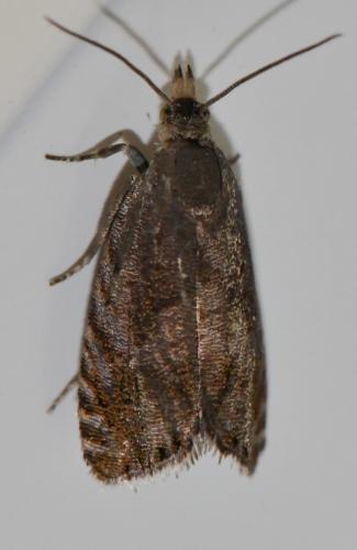 Réf. 343 384 : Dichrorampha sp.